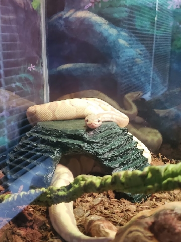 Any – Ball Python - Male