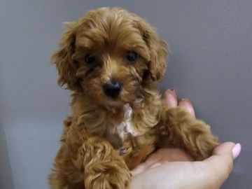 Maltipoo – toy Maltipoo – Dubai