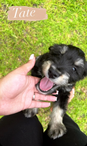 petshome%2Fadverts%2FEviFEUEHb5MkEjyVX7Dc%2Fmain image