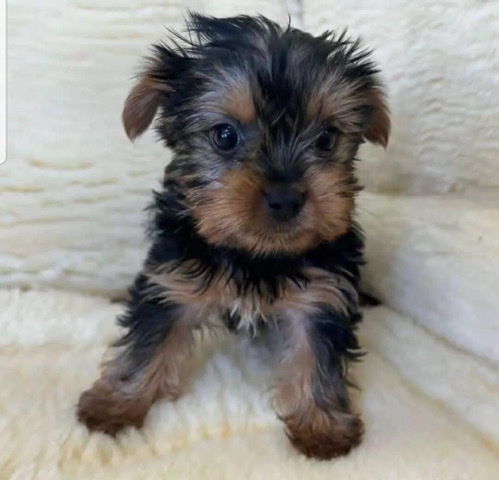 Yorkshire Terrier – teacups yorkies for sale near me