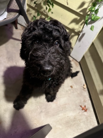 Poodle – Have to rehome my golden doodle