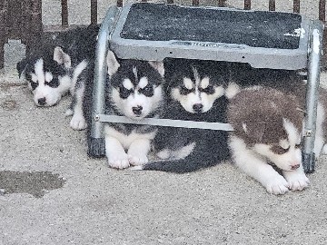 Siberian Husky – huskys siberianos – Detroit