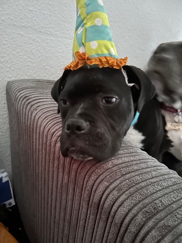 Cane Corso – Cane Corso