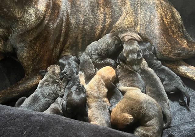 Cane Corso – Cane corso x presa puppies