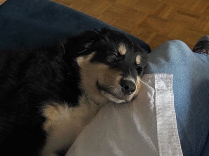 Australian Shepherd – Active & Affectionate Australian Shepherd for Rehoming – Toronto