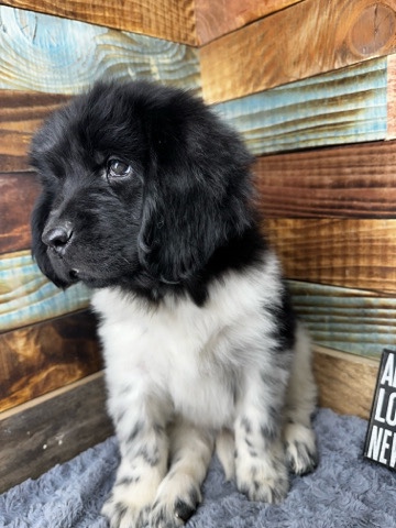 Newfoundland – Newfoundland puppy