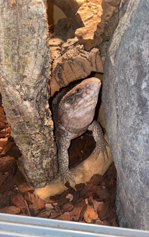 savannah Bosc monitor female I think