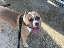 American Bulldog – chienne american bully – Wittelsheim