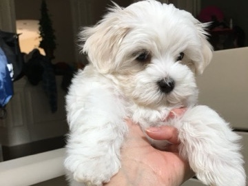 pet – Columbus