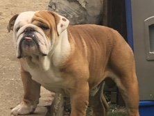 standard English bulldog 