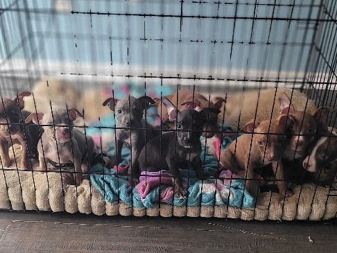 Rehoming Fee (314) *** Call or Text