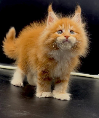 Maine Coon - PROPERLY HOME RAISED MAINE COON KITTENS AVAILABLE FOR ADOPTION! available for adoption in Los Angeles