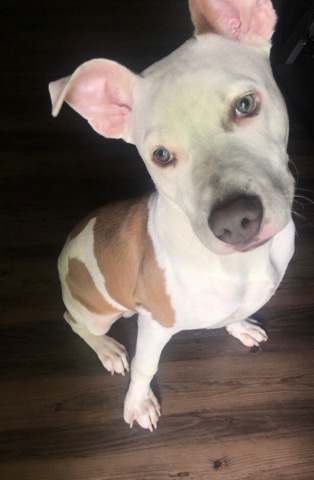 American Pit Bull Terrier – Puppy Pit!