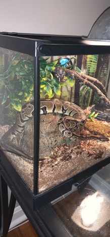 Ball Python Snake