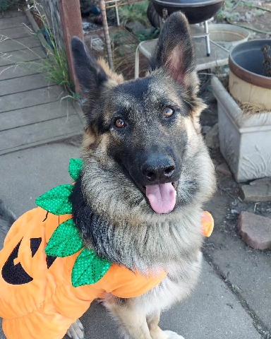 German Shepherd – The Perfect Best friend