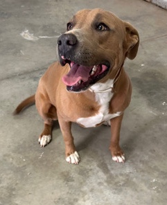 American Pit Bull Terrier – Female Pitbull