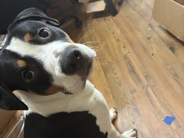 Rottweiler – dog for sell – Nashville