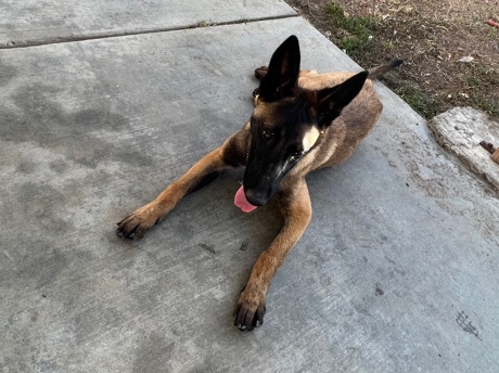 Belgian Shepherd Dog (Malinois) – Belgian malinois