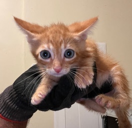Russian White, Black and Tabby – kittens for free!