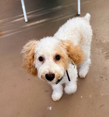 Poodle – Bichonpoo