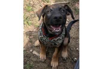 German Shorthaired Pointer – LOOKING FOR FOREVER LOVING HOME – Grand Junction