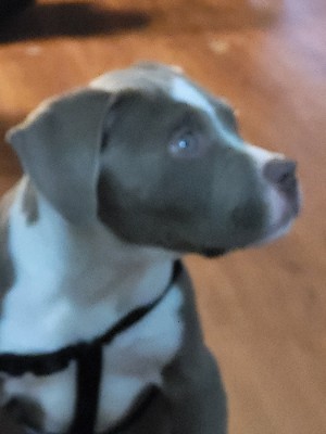 American Pit Bull Terrier – Blue nose pitbull – Concord