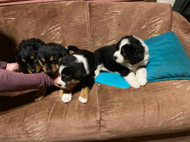 Euro Mountain Sheparnese