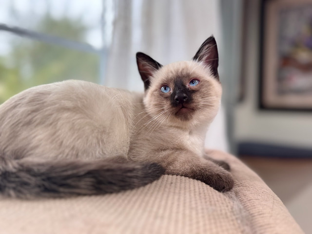 Siamese – Pookah – New York