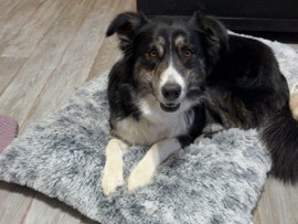 Australian Shepherd – Rehoming Sweet girl – Milliken