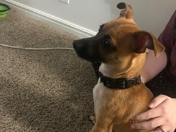 Chihuahua – chiweenie (Remy) – Murray