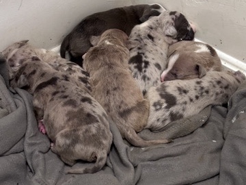 American Pit Bull Terrier – Merle pits
