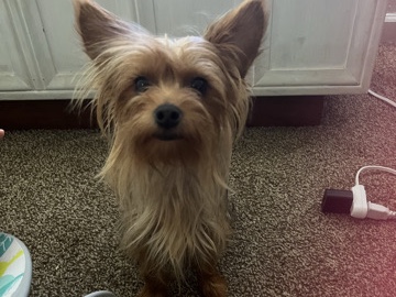 Yorkie Poo – toy yorkie – Fresno