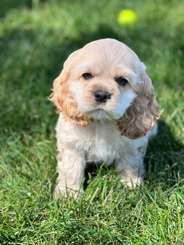 I’m selling my puppy