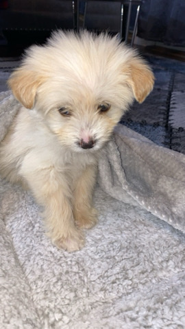 Maltese – maltipoo pup