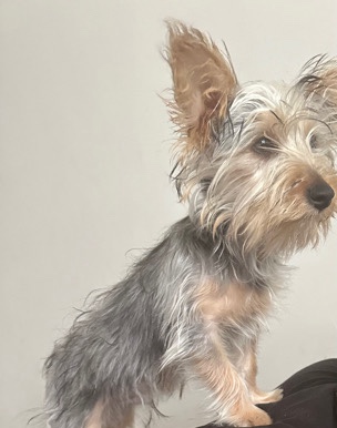 Yorkshire Terrier – Puppy