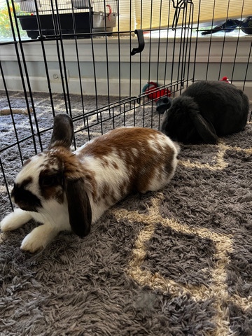 Mini Lops Rehome
