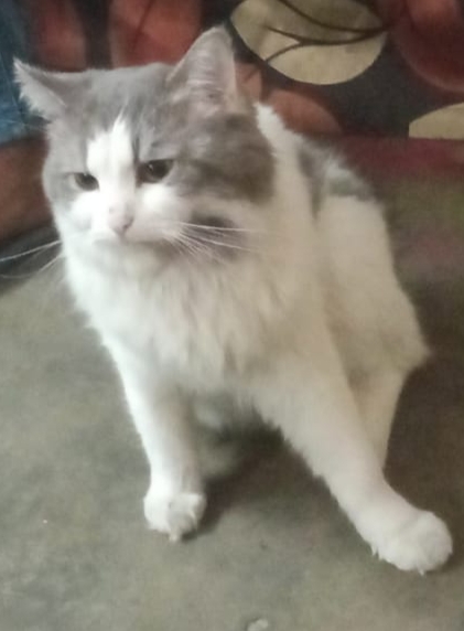 Persian (Traditional) – I have selling my cat