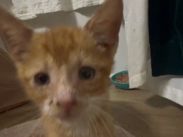 American Shorthair – Sweet 8‑Week‑Old Orange Kitten – Lexington