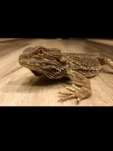 bearded dragon with habitat