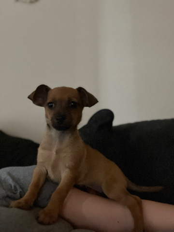 Weimaraner – chiwienie