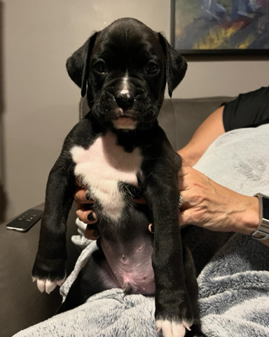 Boxer – CKC brindle boxer pup