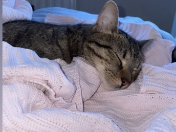 European Shorthair – Katze Zora sucht ein neues Zuhause – Hamburg