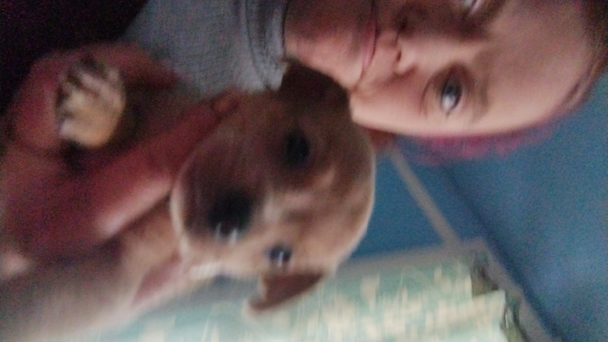 Chihuahua – chihuahua puppies for sale