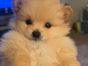 Pomeranian – Full breed Pomeranian Puppy – Victorville