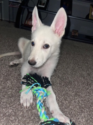 White Shepherd – White German shepherd puppy for sale