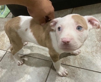 8 week old Pit Bull Puppies Merle And Solids