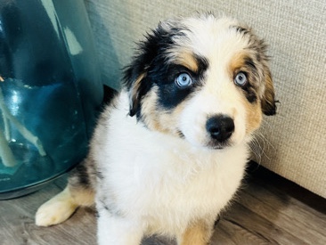 Australian Shepherd – Australian shepherd