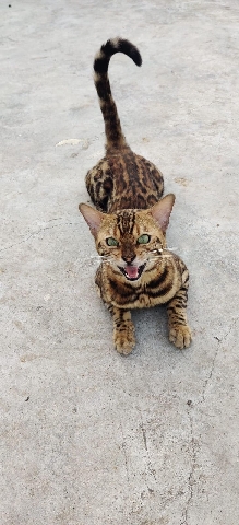 cats