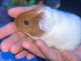 Guiena Pig for rehome