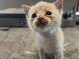 American Shorthair – NEEDS A HOME or FOSTER HOME!! – Greenville